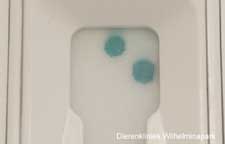 Een giardia snaptest die positief is bij een kat
